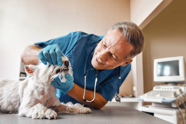 Best Emergency Dentist for Knocked-Out Tooth in Walton Park, NY